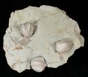 Multiple Blastoid (Pentremites) Plate - Illinois #15286-1